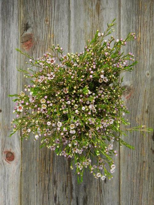  PINK WAXFLOWER